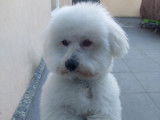 Mâle Coton de Tuléar LOF disponible