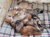 Chiots (3 semaines)