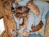 Les chiots (1mois)