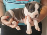 Magnifiques chiots bleus LOF Lignée Champion en 2 fois