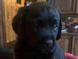 Chiots Labrador noirs