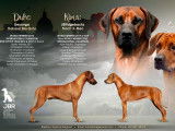 Chiots Rhodesian Ridgeback &agrave; vendre
