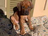 Chiots Rhodesian Ridgeback &agrave; vendre