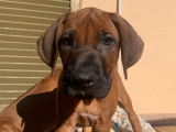Chiots Rhodesian Ridgeback &agrave; vendre