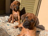 Chiots Rhodesian Ridgeback &agrave; vendre
