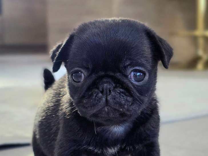 Superbes chiots Carlin crème masque noir à vendre
