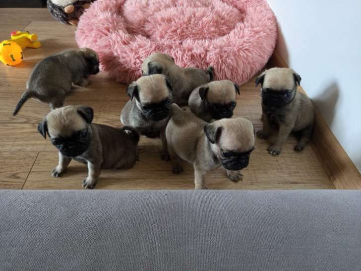 Superbes chiots Carlin crème masque noir à vendre