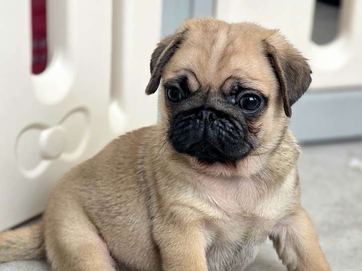 Superbes chiots Carlin crème masque noir à vendre
