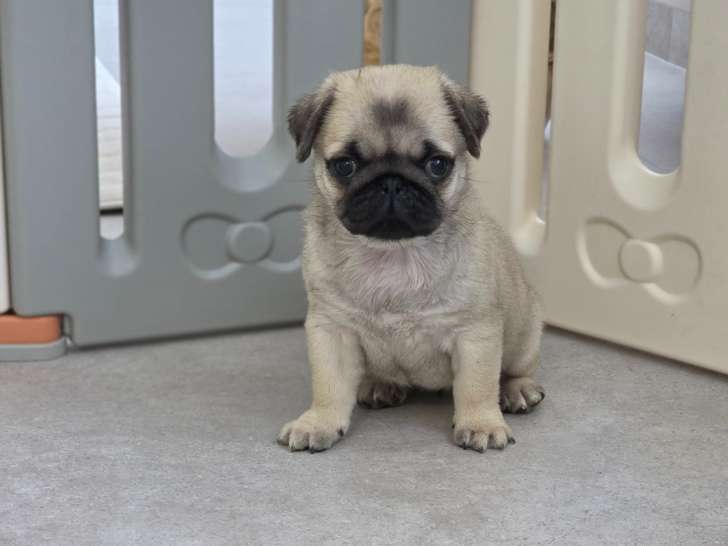 Superbes chiots Carlin crème masque noir à vendre