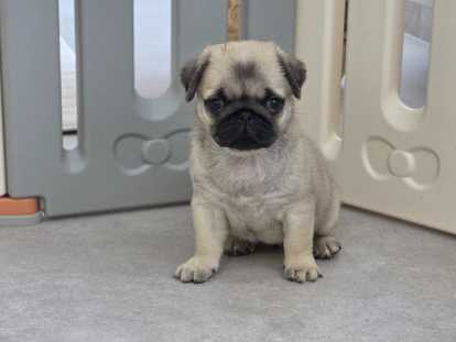 Superbes chiots Carlin crème masque noir à vendre