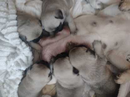 Superbes chiots Carlin crème masque noir à vendre