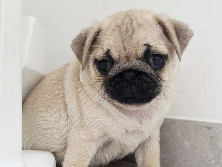 Superbes chiots Carlin crème masque noir à vendre