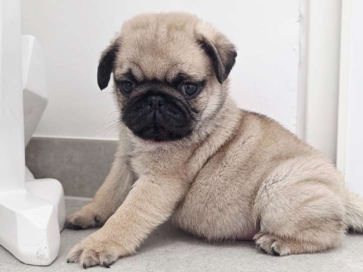 Superbes chiots Carlin crème masque noir à vendre