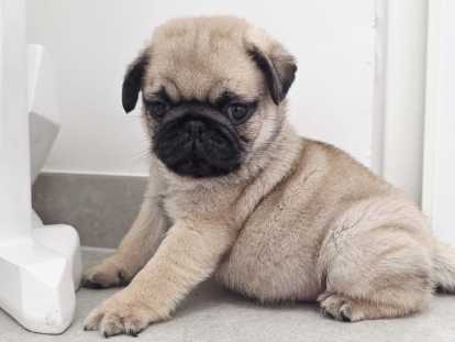 Superbes chiots Carlin crème masque noir à vendre