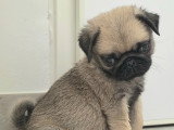 Superbes chiots Carlin crème masque noir à vendre