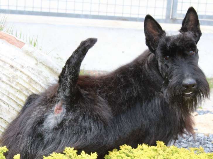 Chien Scottish Terrier noir LOF de 3 ans disponible pour saillie