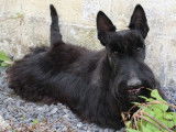 Chien Scottish Terrier noir LOF de 3 ans disponible pour saillie