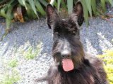 Chien Scottish Terrier noir LOF de 3 ans disponible pour saillie