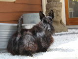 Chien Scottish Terrier noir LOF de 3 ans disponible pour saillie