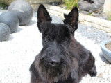 Chien Scottish Terrier noir LOF de 3 ans disponible pour saillie