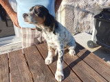 Trois chiots femelles Setter Anglais LOF disponibles à la vente