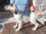 Trois chiots femelles Setter Anglais LOF disponibles à la vente