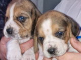 8 chiots Beagles LOF à réserver