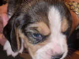 8 chiots Beagles LOF à réserver