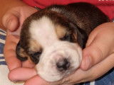 8 chiots Beagles LOF à réserver