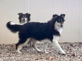 Deux chiots femelles Colley à poil long tricolores LOF disponibles à l'achat