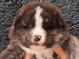 5 chiots Akita Inus bringés LOF à réserver
