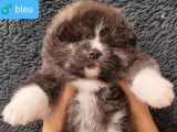 5 chiots Akita Inus bringés LOF à réserver