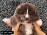 5 chiots Akita Inus bringés LOF à réserver