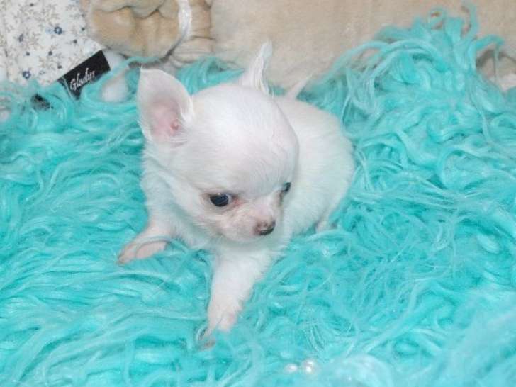 Chiot Chihuahua mâle blanc LOF à vendre