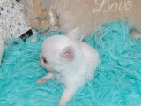 Chiot Chihuahua mâle blanc LOF à vendre