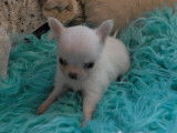 Chiot Chihuahua mâle blanc LOF à vendre