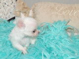 Chiot Chihuahua mâle blanc LOF à vendre