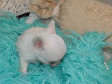 Chiot Chihuahua mâle blanc LOF à vendre