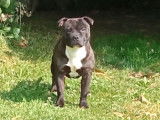 Chien adulte Staffy noir LOF disponible pour saillie
