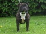 Chien adulte Staffy noir LOF disponible pour saillie
