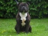 Chien adulte Staffy noir LOF disponible pour saillie