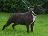 Chien adulte Staffy noir LOF disponible pour saillie