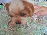 Un chiot Cavalier King Charles LOF blenheim à réserver
