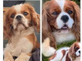 Un chiot Cavalier King Charles LOF blenheim à réserver