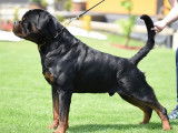 8 chiots Rottweilers LOF &agrave; la r&eacute;servation