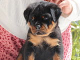 8 chiots Rottweilers LOF &agrave; la r&eacute;servation
