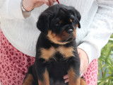 8 chiots Rottweilers LOF &agrave; la r&eacute;servation