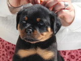 8 chiots Rottweilers LOF &agrave; la r&eacute;servation