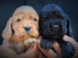 Des chiots Cockers Anglais LOF à la réservation