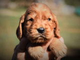 Des chiots Cockers Anglais LOF à la réservation